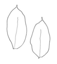 Distichophyllum crispulum var. adnatum, two leaves. Drawn from K.W. Allison 721, CHR 463319.
 Image: R.C. Wagstaff © Landcare Research 2017 